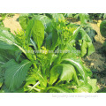 Hybrid green cabbage seeds for growing-Emerald Bolt 01